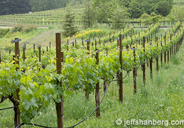 wines-and-vines - display this album wines-and-vines